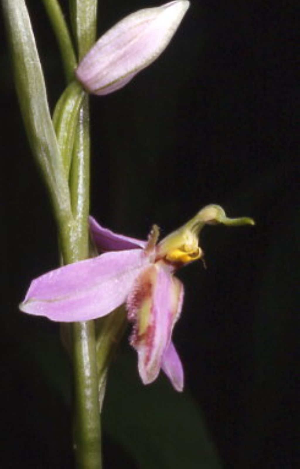 ophrys di cervia